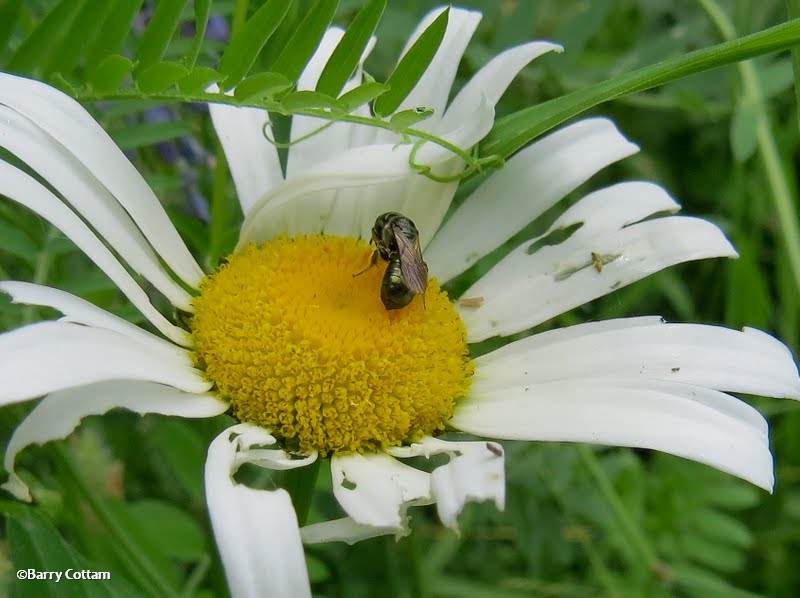 Bee on ox-eye daisy