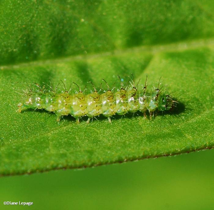 Tiny green caterpillar