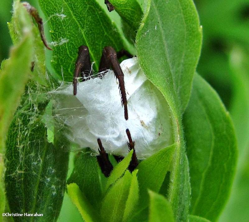 Spider in silk shelter