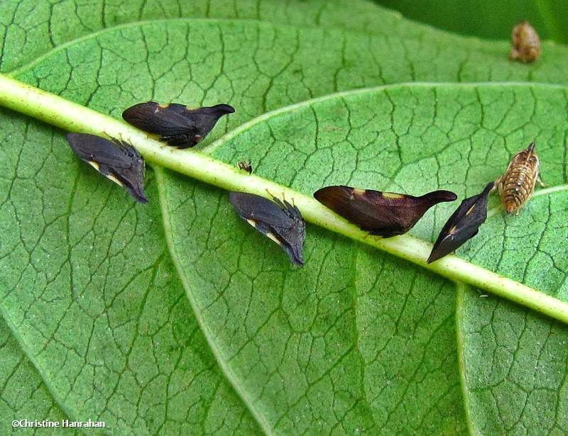 Treehoppers, adults and nymphal cases (Enchenopa)