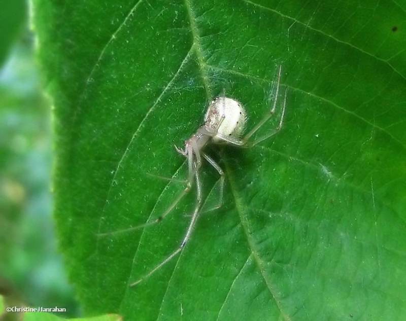 Cobweb spider (Enoplognatha ovata), female