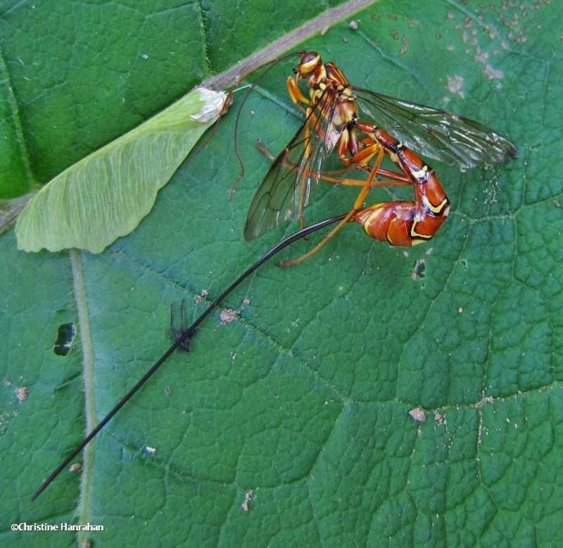 Giant ichneumonid wasp (Megarhyssa macrurus), female