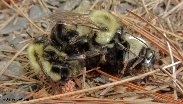 Bumblebees (Bombus)