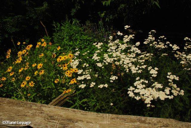 Yarrow (Achillea millefolium)and Black-eyed susan (,em>Rudbeckia hirta)