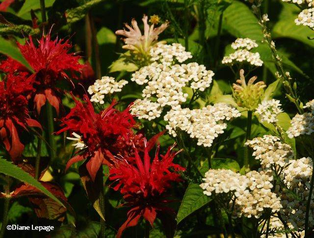 Bee Balm (Monarda didyma and  Yarrow  (Achillea millefolium)