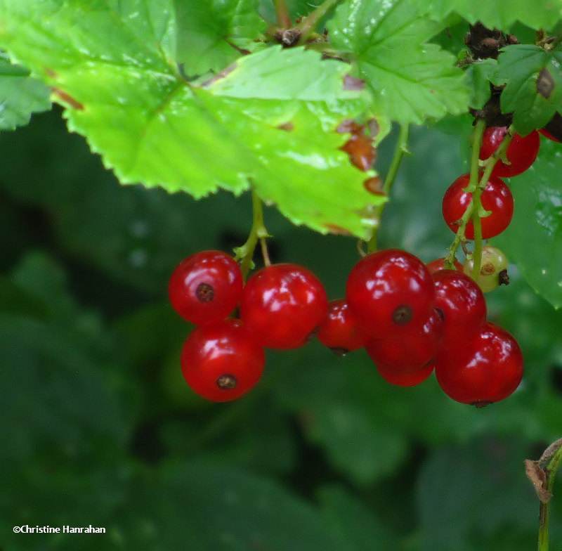 Currants (Ribes)