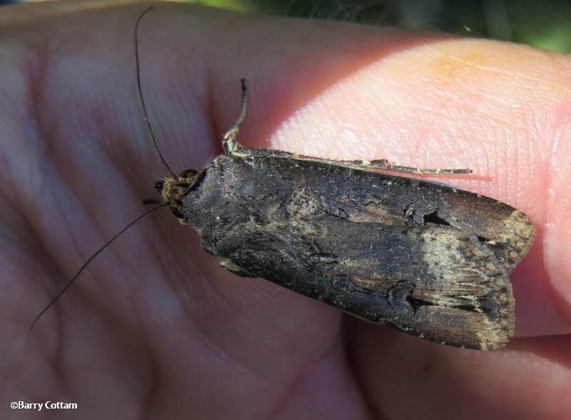 Ipsilon Dart moth (Agrotis ipsilon), #10663