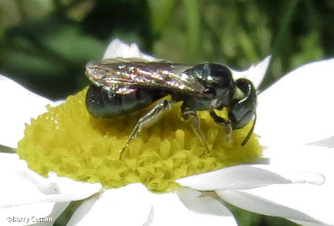 Small carpenter bee (Ceratina sp.)