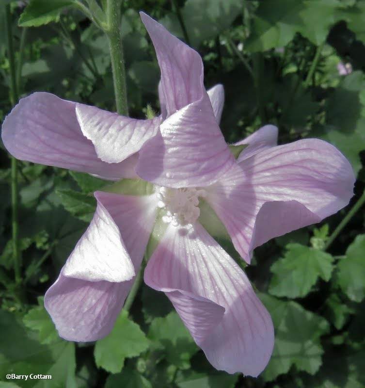 Mallow (Malva sylvestris)