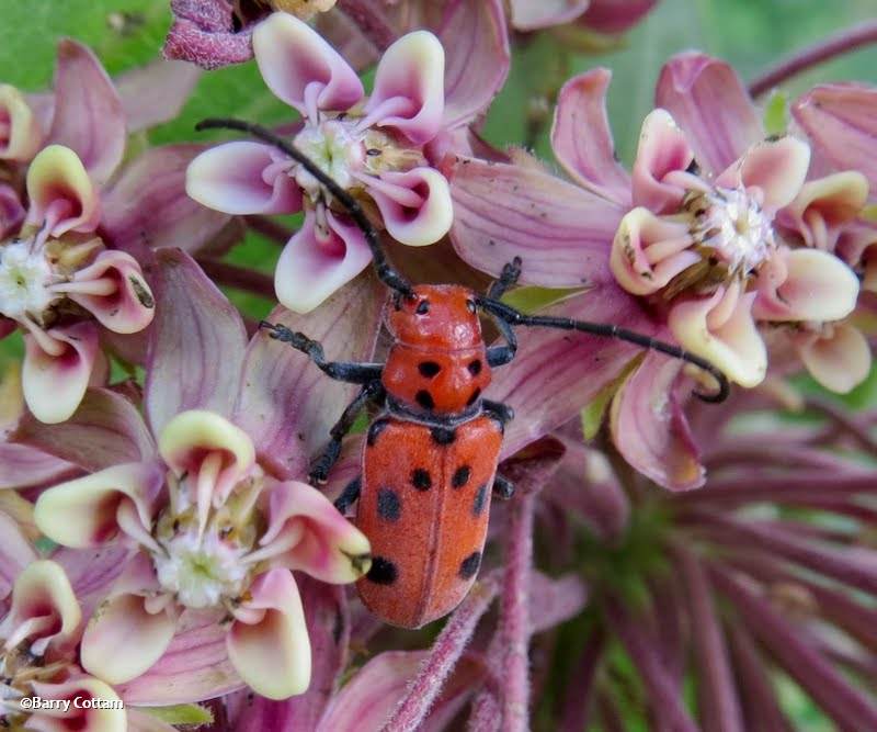 Red milkweed beetle (Tetraopes tetrophthalmus)