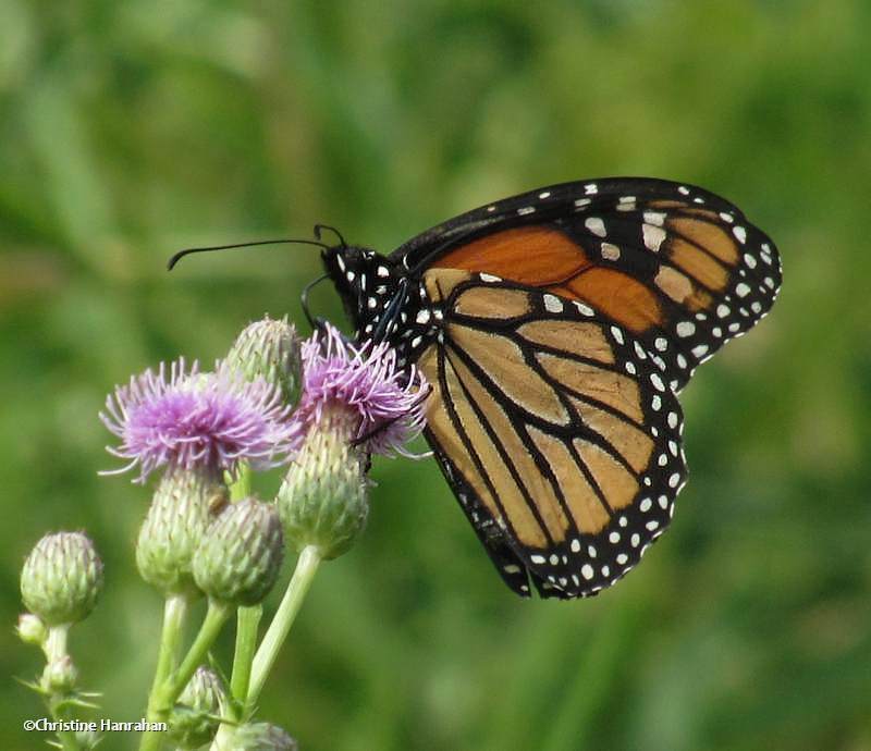 Monarch butterfly (<em>Danaus plexippus</em>)