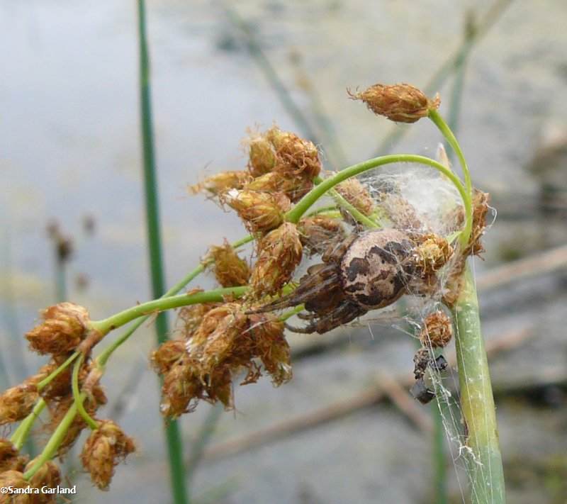 Furrow spider (<em>Larinioides</em> sp.)