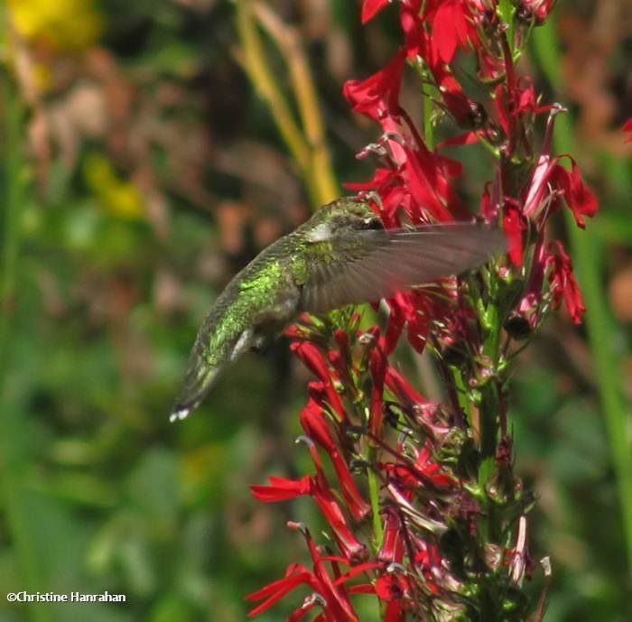 Ruby-throated hummingbird on cardinal flower