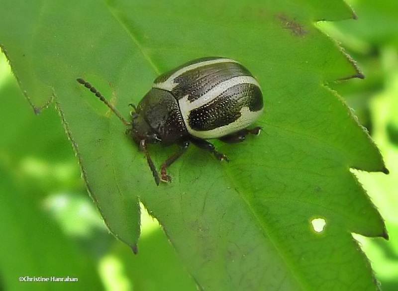Ragweed beetle (Zygogramma suturalis)