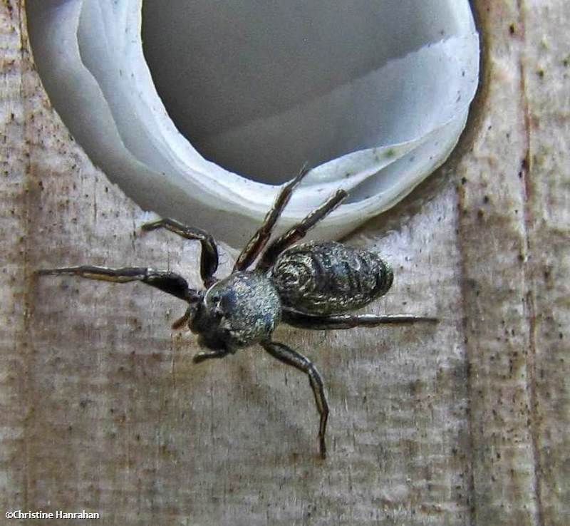 Jumping spider (Tutelina similis)