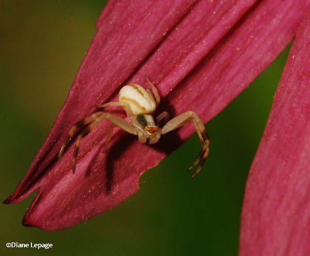 Crab spider (Mecaphesa sp.)