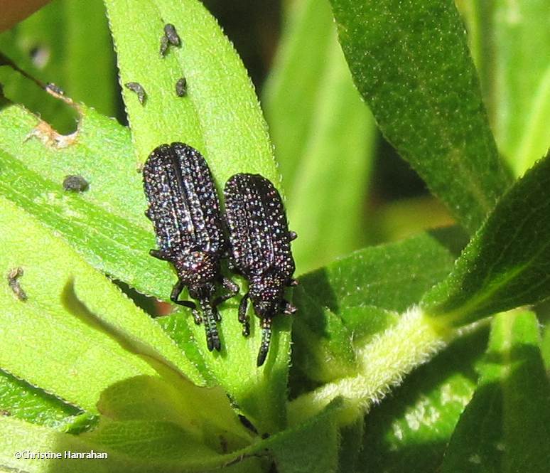 Leaf beetles (Microrhopala excavata)