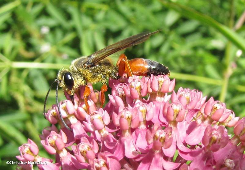 Digger wasp (Sphex ichneumoneus)