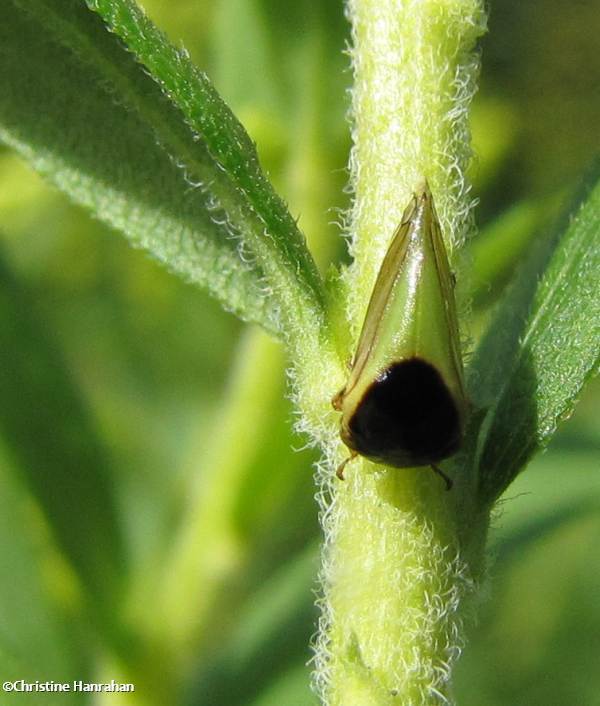 Treehopper  (Acutalis tartarea)