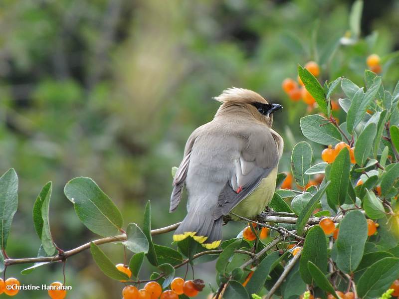 Cedar waxwing on tartarian  honeysuckle