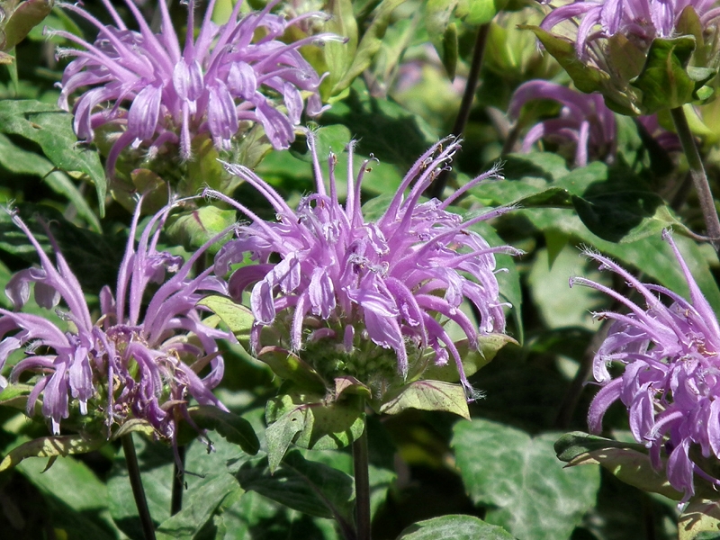 Wild bergamot (Monarda fistulosa)