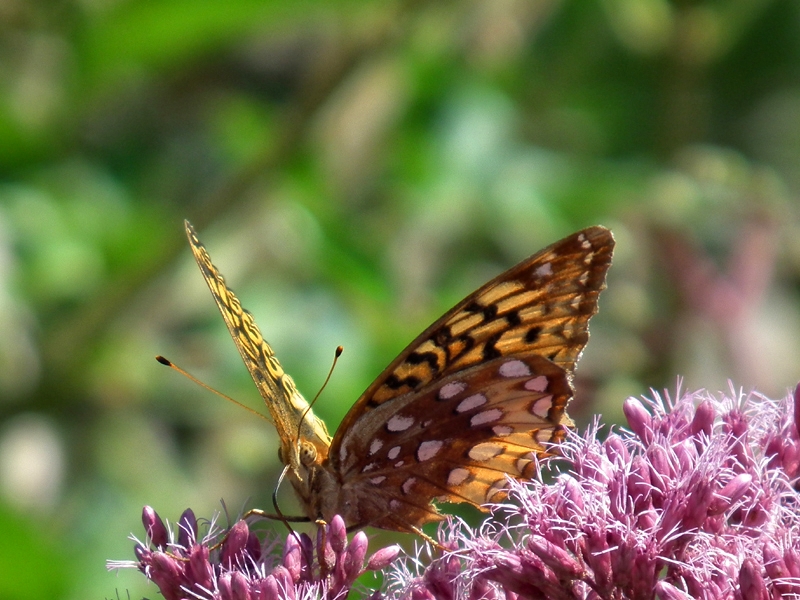 Great spangled fritillary (Speyeria cybele) on joe-pye weed