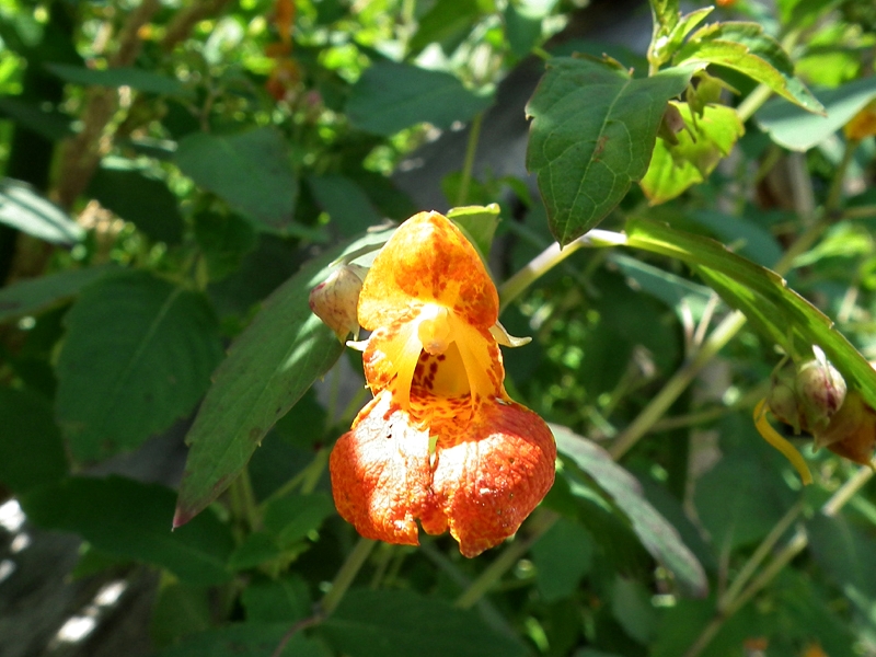 Jewelweed (Impatiens capensis)