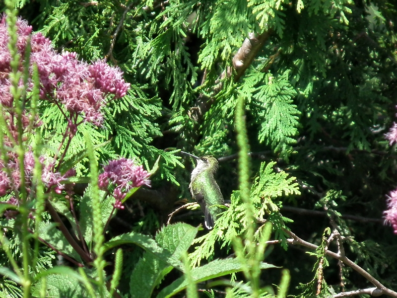 Ruby-throated hummingbird