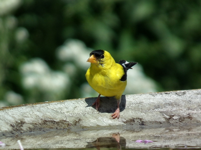 American Goldfinch