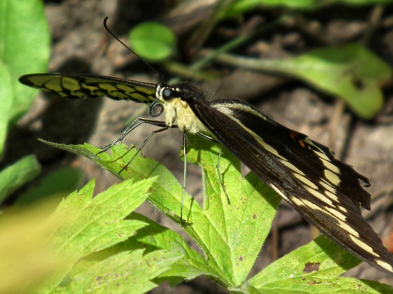 Giant swallowtail (Papilio cresphontes)