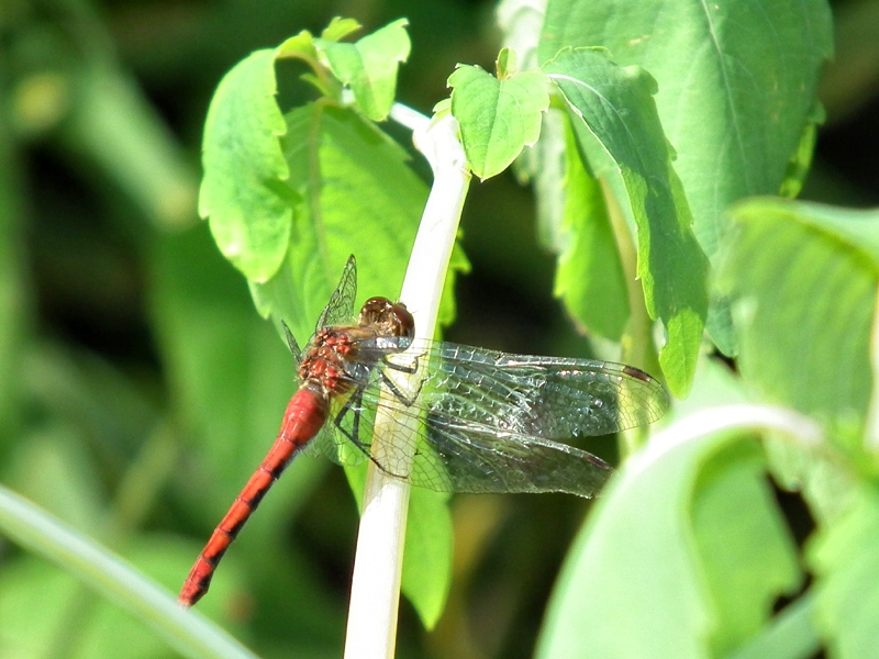 White-faced meadowhawk (Sympetrum obtrusum)