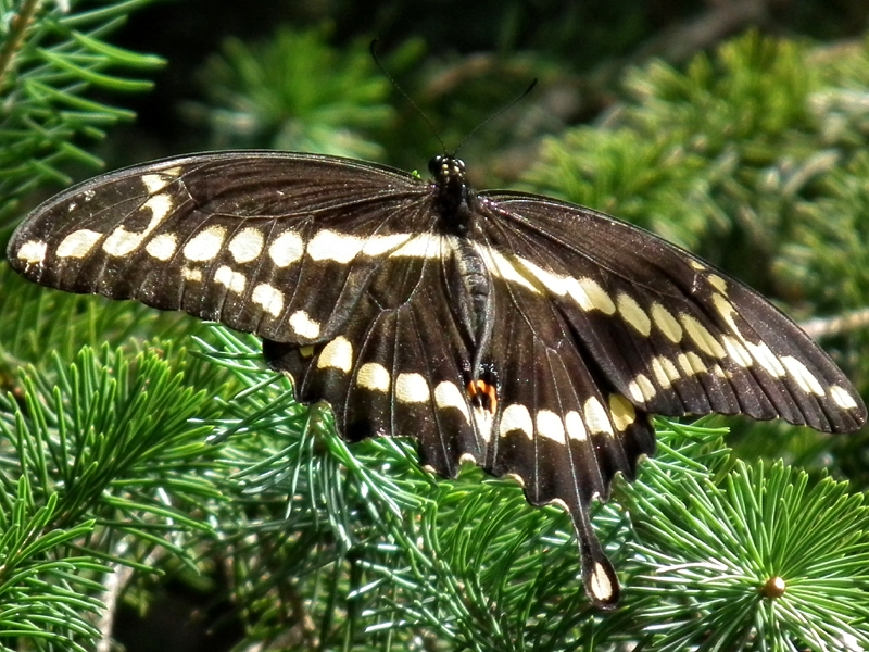 Giant swallowtail (Papilio cresphontes)