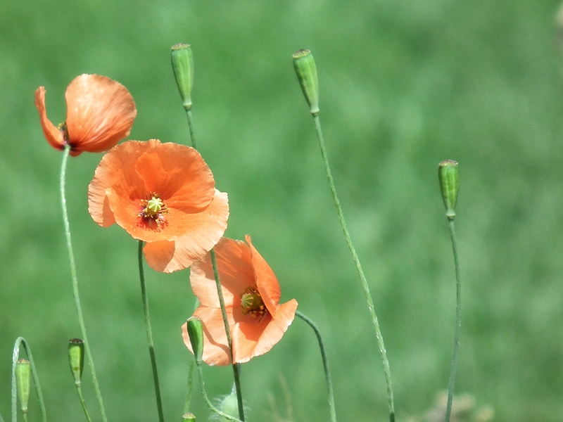 Poppies in the Backyard Garden