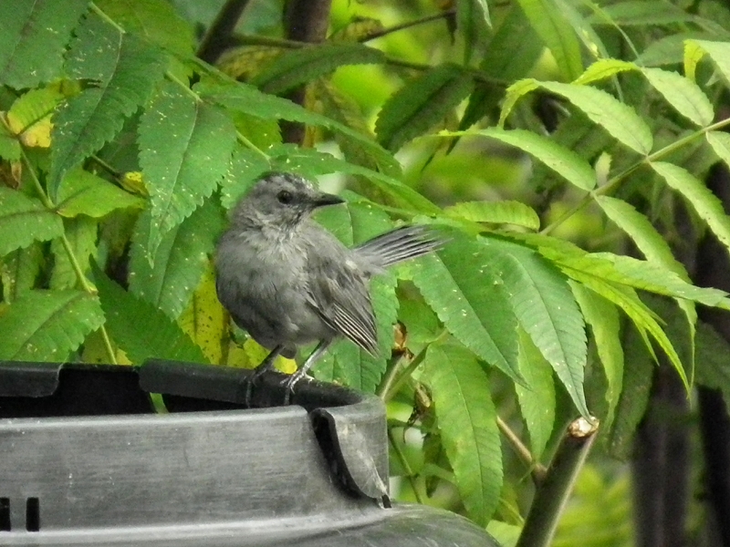 Gray catbird