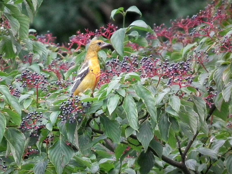 Baltimore oriole, juvenile