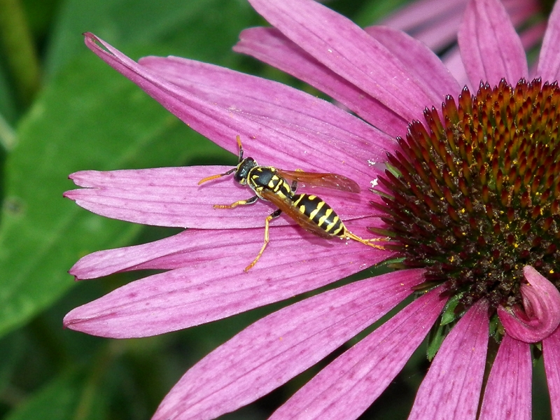 Paper wasp (<em>Polistes dominulus</em>)