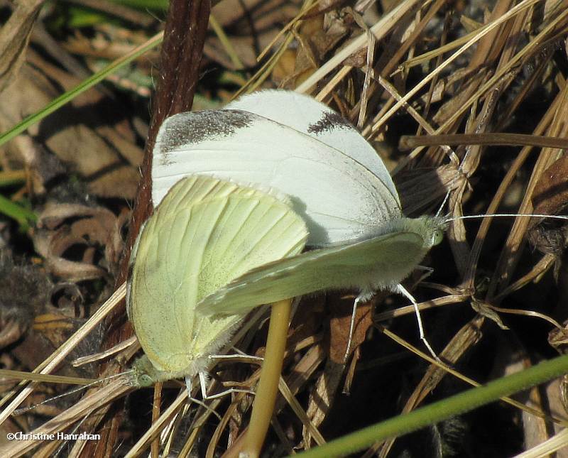 Mating Cabbage whites (Pieeris rapae) 