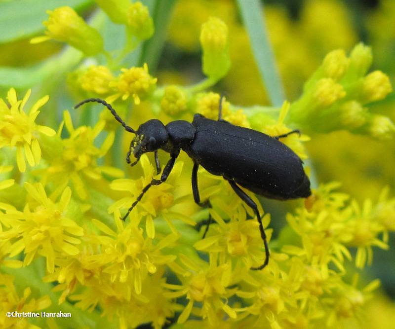 Black blister beetle  (Epicautus pensylvanica)