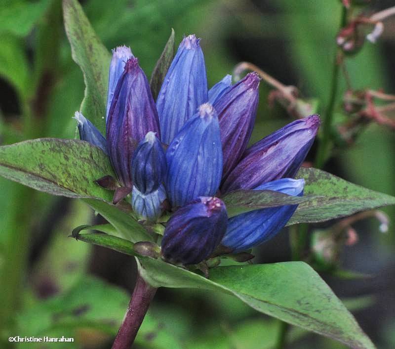 Bottle gentian (Gentiana andrewsii)