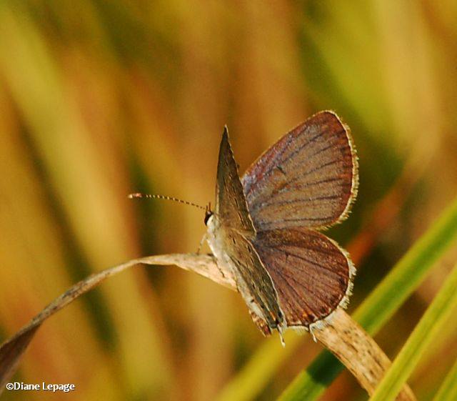 Eastern-tailed Blue (Everes comyntas)