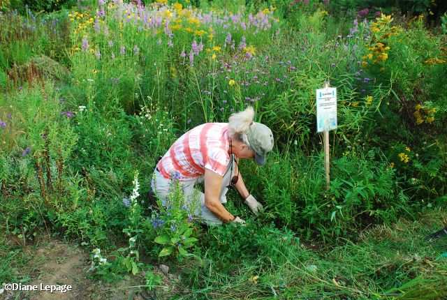 Volunteer weeding the butterfly meadow