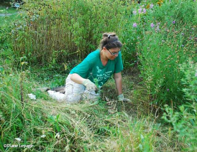 Another volunteer helping weed the butterfly meadow