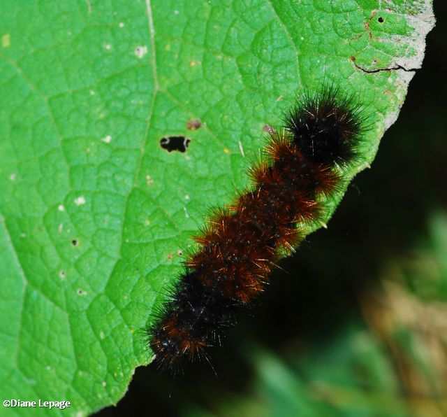 Woolly Bear Caterpillar (Pyrrharctia isabella)