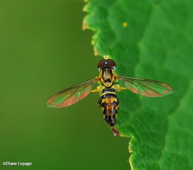 Hover fly (Toxomerus geminatus)