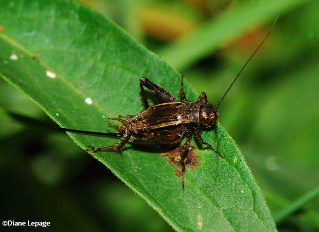Tinkling Ground Cricket (Allonemobius tinnulus), female