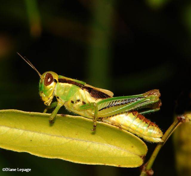 Two-striped grasshopper (Melanoplus bivittatus)