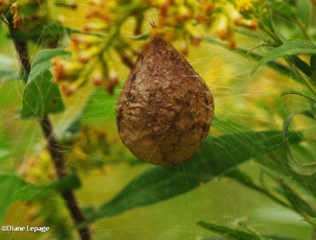Egg sac of Argiope aurantia)