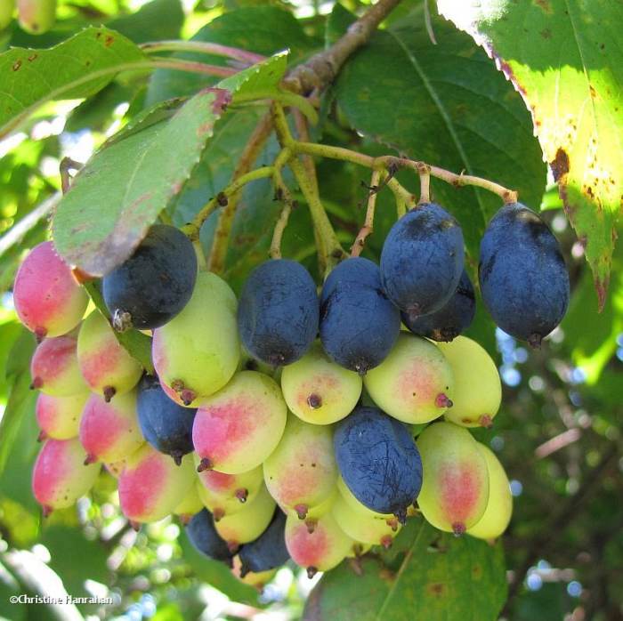 Nannyberry fruit  (Viburnum lentago)