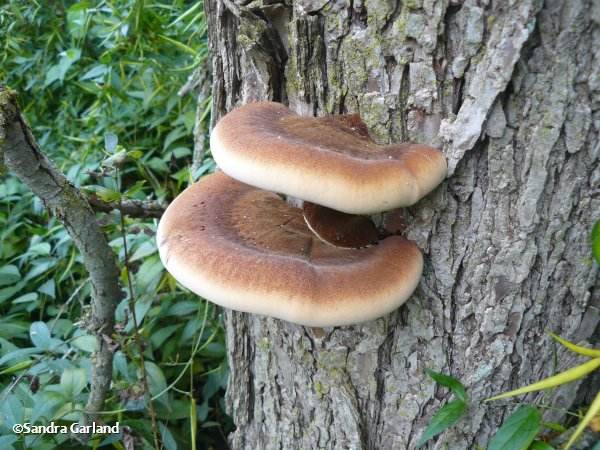 Bracket fungi on elm