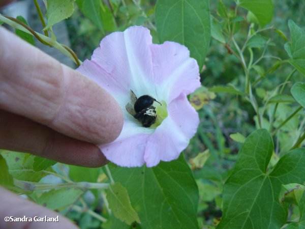 Bee in bindweed flower